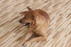IMG_1587