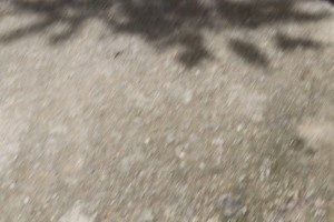 IMG_2875