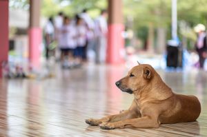 โรงเรียนโป่งกระทิง 22.08.2025-299