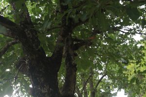 IMG_1600