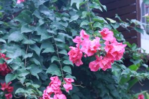IMG_0805