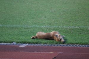 IMG_9588