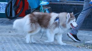 IMG_0963