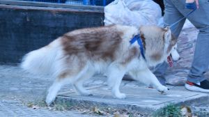 IMG_0965
